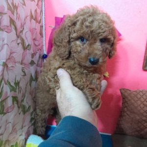 , Cucciolizannabianca.it
