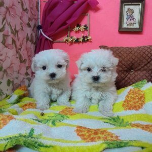 , Cucciolizannabianca.it