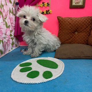 , Cucciolizannabianca.it