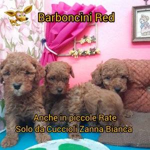 , Cucciolizannabianca.it