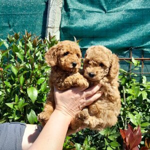 , Cucciolizannabianca.it