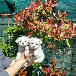 , Cucciolizannabianca.it