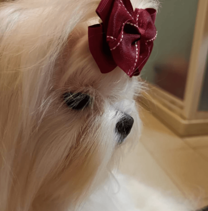 Cuccioli,Zanna bianca,Maltese,Online, Cucciolizannabianca.it