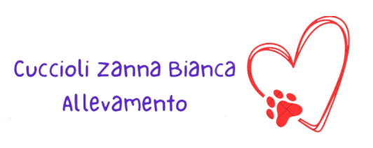 Cuccioli,Zanna bianca,Maltese,Online, Home, Cucciolizannabianca.it