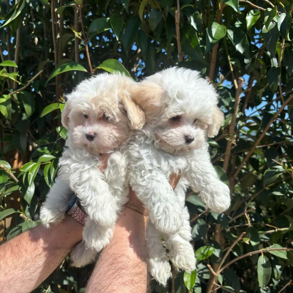Cuccioli,Zanna bianca,Maltese,Online, Home, Cucciolizannabianca.it