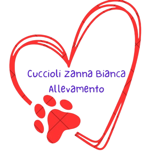 Cuccioli,Zanna bianca,Maltese,Online, Cucciolizannabianca.it