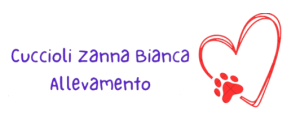 Cuccioli,Zanna bianca,Maltese,Online, Home, Cucciolizannabianca.it